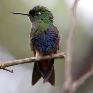 colibrí de zamarros